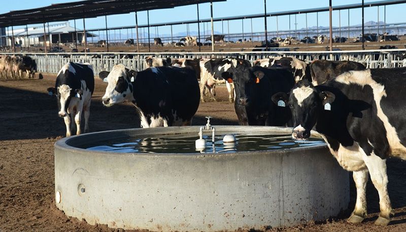 آب مصرفی در پرورش گاوهای شیری