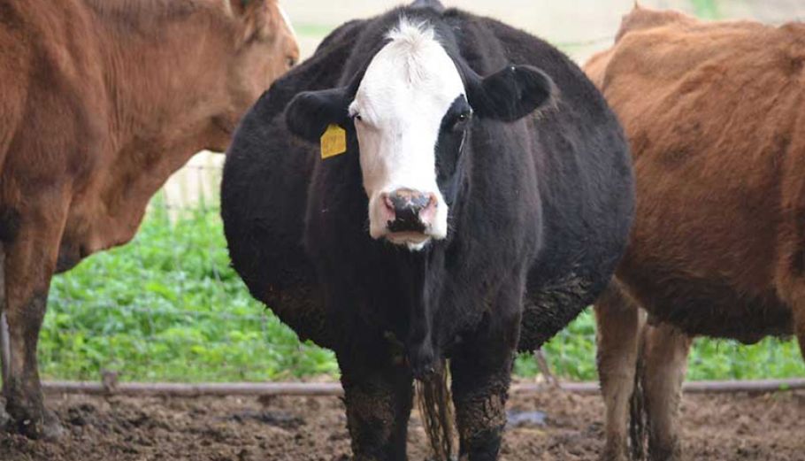 بهبود باروری گاوهای شیری