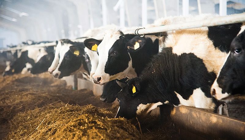 مصرف ماده خشک در گاوهای شیری