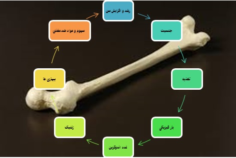 عوامل موثر بر مقاوت استخوان و ناهنجاری اسکلتی طیور
