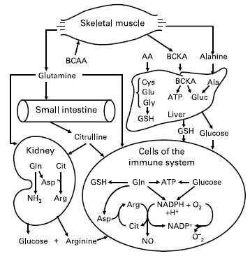 اسیدهای آمینه زنجیره دار و نقش آن بر سیستم ایمنی