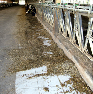 گاوها خوردن روی سطوح صاف و روشن نظیر کاشی و صفحات پلاستیکی را ترجیح می‌دهند.