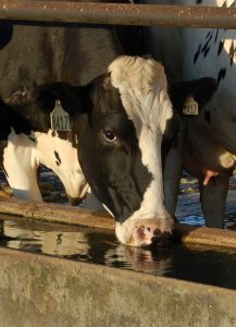 بهینه سازی مصرف آب در گاوهای شیری